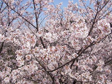 2011hanami7.jpg
