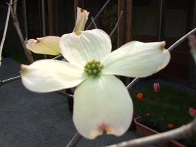 2011hanamizuki2.jpg