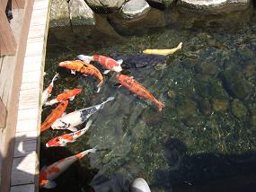 2011koi.jpg