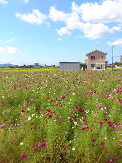 2011kosumosu.jpg