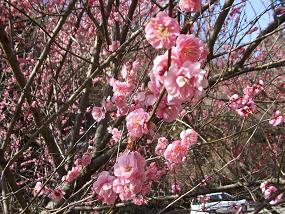 2011ume2.jpg