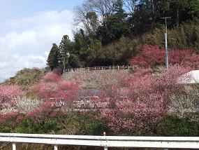 2011ume4.jpg