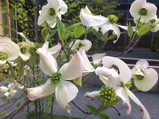 2012nakaniwa3.jpg