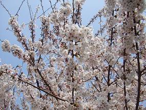 2012sakura.jpg