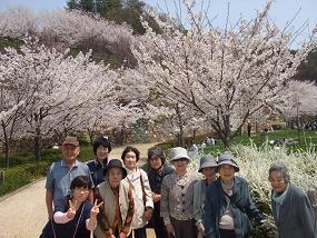 2012sakura3.jpg
