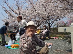 2012sakura4.jpg