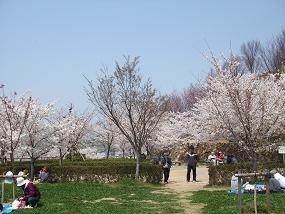 2012sakura6.jpg