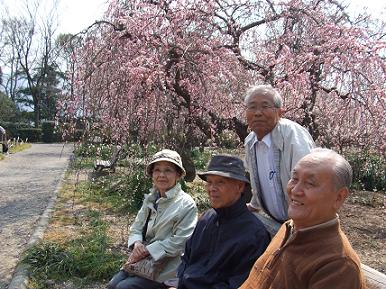 2012shidareume.jpg
