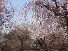 2012shidareume3.jpg